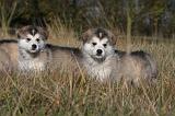 ALASKAN MALAMUTE 445